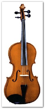 Viola 13